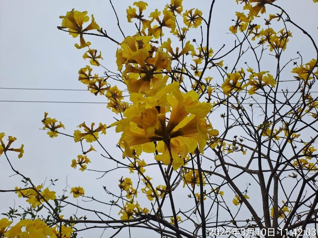 苗栗頭份停車場賞花