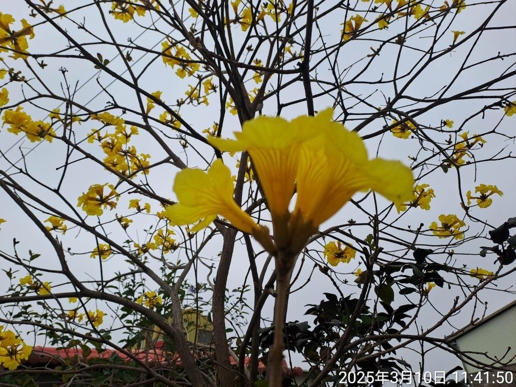 苗栗頭份停車場賞花