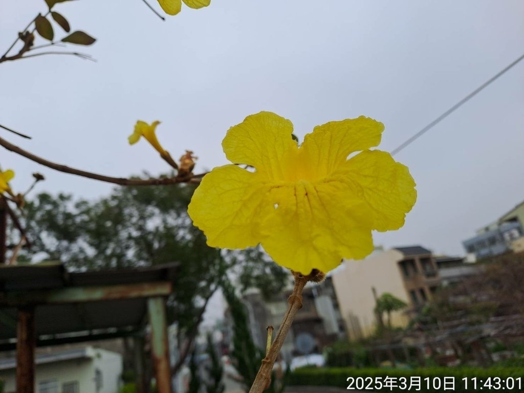 苗栗頭份停車場賞花