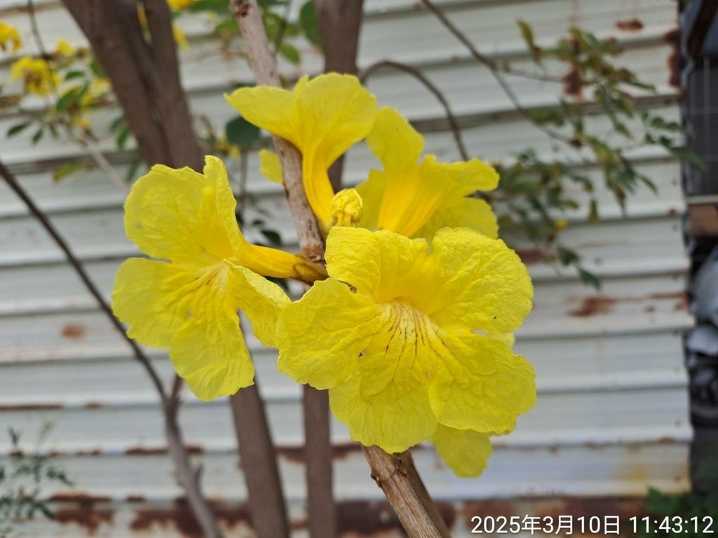 苗栗頭份停車場賞花