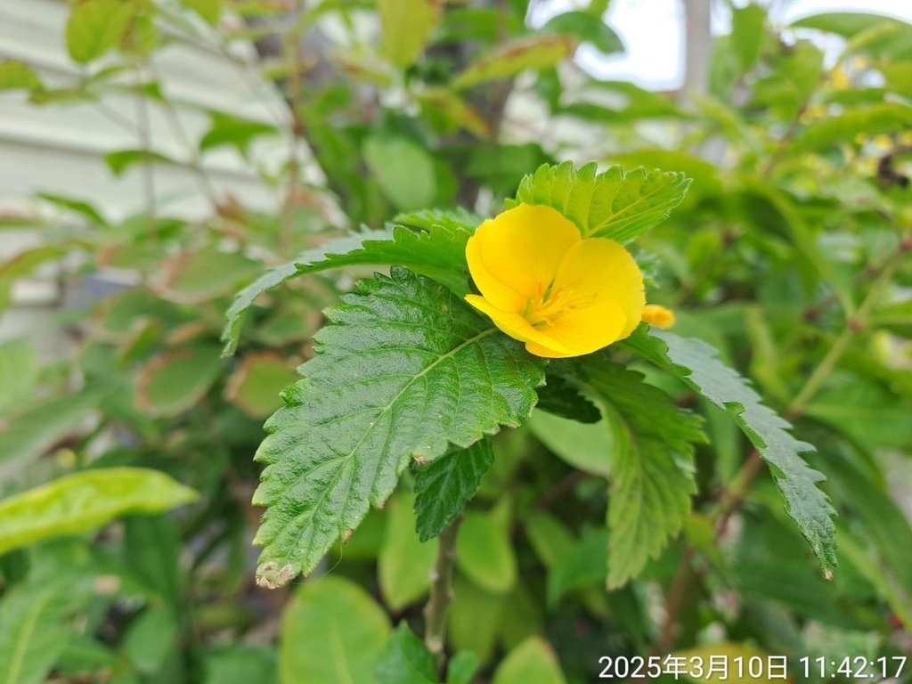 苗栗頭份停車場賞花