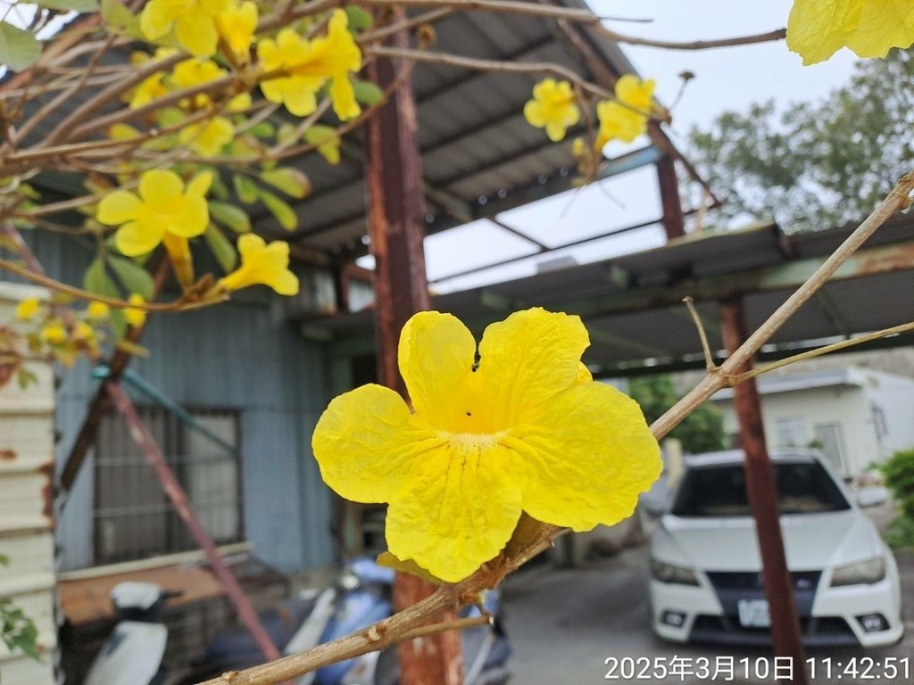 苗栗頭份停車場賞花