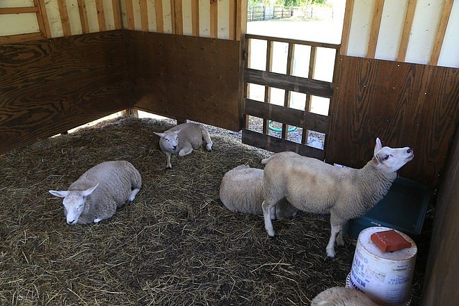 20160724ひがしかぐら森林公園キャンプ場、旭山動物園、成吉思汗 大黒屋 五丁目支店、旭川市區-012.jpg