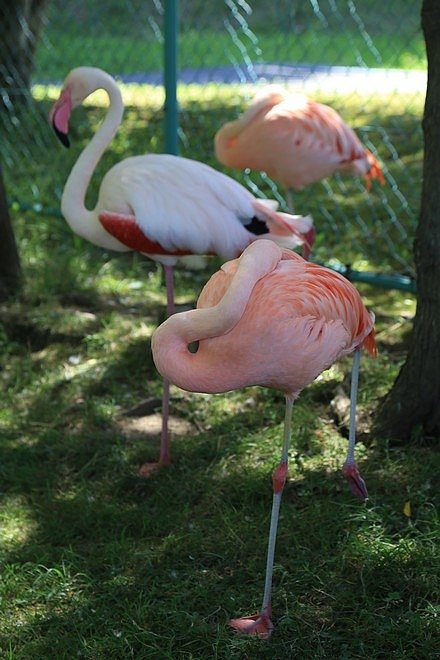 20160724ひがしかぐら森林公園キャンプ場、旭山動物園、成吉思汗 大黒屋 五丁目支店、旭川市區-038.jpg