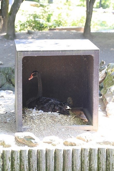 20160724ひがしかぐら森林公園キャンプ場、旭山動物園、成吉思汗 大黒屋 五丁目支店、旭川市區-039.jpg