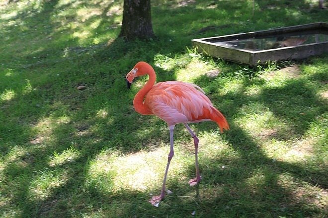 20160724ひがしかぐら森林公園キャンプ場、旭山動物園、成吉思汗 大黒屋 五丁目支店、旭川市區-037.jpg