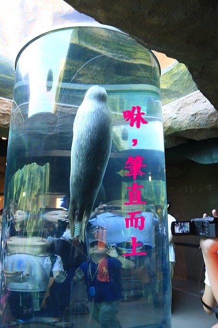 20160724ひがしかぐら森林公園キャンプ場、旭山動物園、成吉思汗 大黒屋 五丁目支店、旭川市區-055.jpg