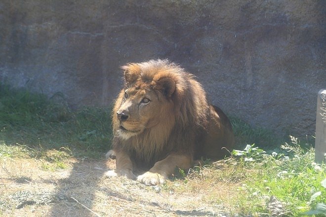 20160724ひがしかぐら森林公園キャンプ場、旭山動物園、成吉思汗 大黒屋 五丁目支店、旭川市區-059.jpg