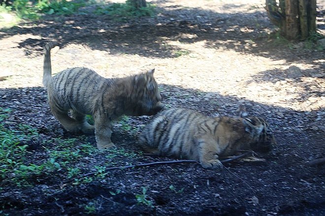 20160724ひがしかぐら森林公園キャンプ場、旭山動物園、成吉思汗 大黒屋 五丁目支店、旭川市區-061.jpg