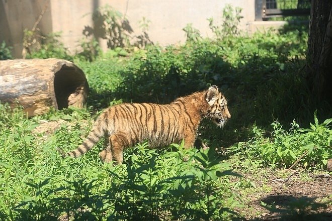 20160724ひがしかぐら森林公園キャンプ場、旭山動物園、成吉思汗 大黒屋 五丁目支店、旭川市區-060.jpg