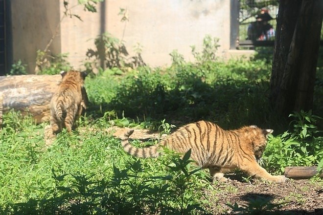 20160724ひがしかぐら森林公園キャンプ場、旭山動物園、成吉思汗 大黒屋 五丁目支店、旭川市區-062.jpg