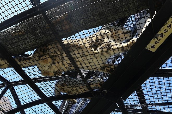 20160724ひがしかぐら森林公園キャンプ場、旭山動物園、成吉思汗 大黒屋 五丁目支店、旭川市區-063.jpg