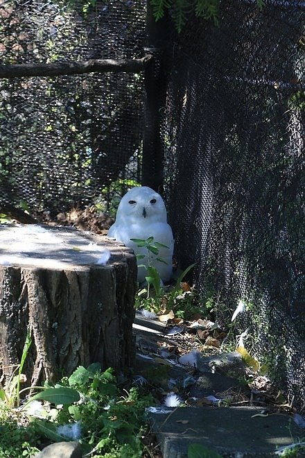 20160724ひがしかぐら森林公園キャンプ場、旭山動物園、成吉思汗 大黒屋 五丁目支店、旭川市區-066.jpg