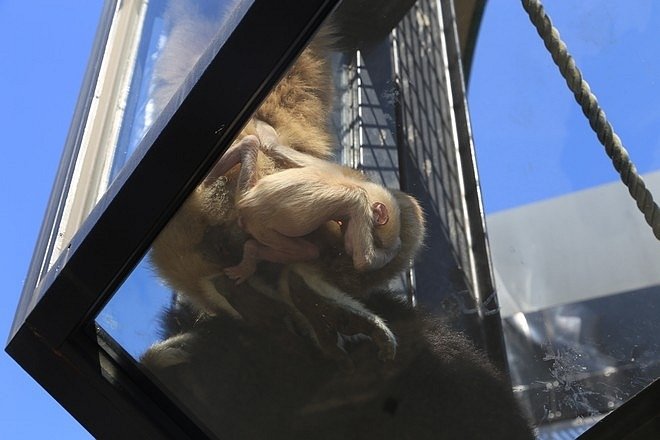 20160724ひがしかぐら森林公園キャンプ場、旭山動物園、成吉思汗 大黒屋 五丁目支店、旭川市區-074.jpg