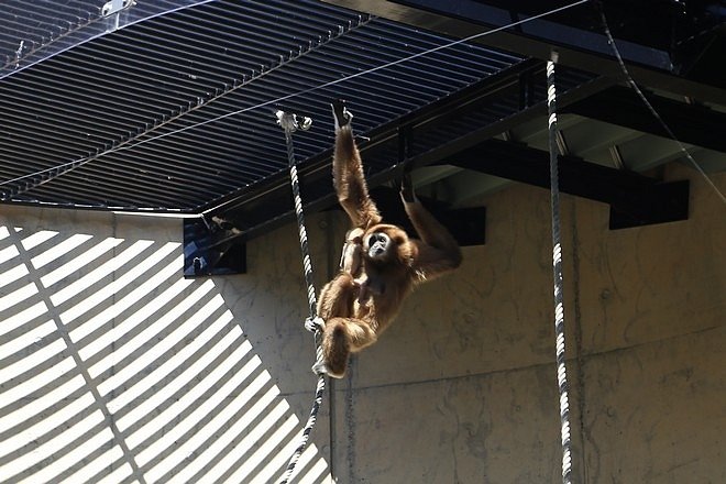 20160724ひがしかぐら森林公園キャンプ場、旭山動物園、成吉思汗 大黒屋 五丁目支店、旭川市區-072.jpg