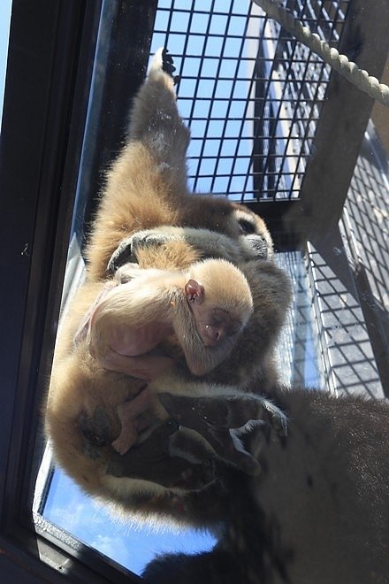 20160724ひがしかぐら森林公園キャンプ場、旭山動物園、成吉思汗 大黒屋 五丁目支店、旭川市區-075.jpg