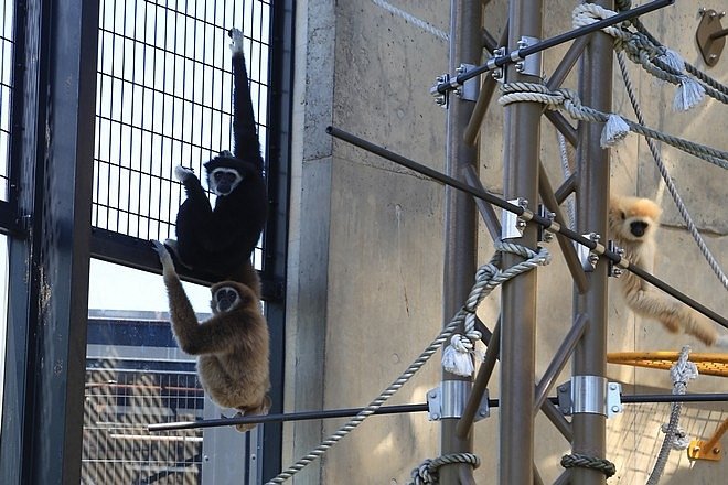 20160724ひがしかぐら森林公園キャンプ場、旭山動物園、成吉思汗 大黒屋 五丁目支店、旭川市區-073.jpg