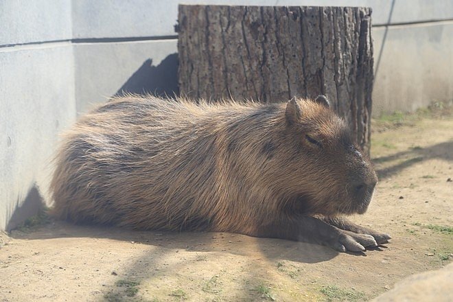 20160724ひがしかぐら森林公園キャンプ場、旭山動物園、成吉思汗 大黒屋 五丁目支店、旭川市區-077.jpg