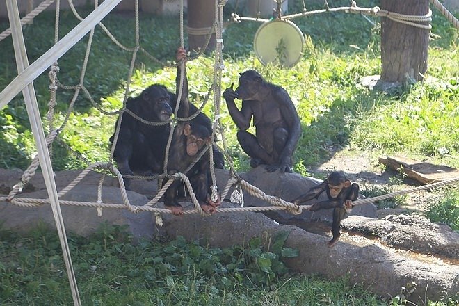 20160724ひがしかぐら森林公園キャンプ場、旭山動物園、成吉思汗 大黒屋 五丁目支店、旭川市區-078.jpg