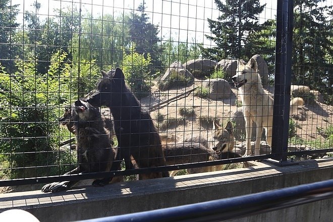 20160724ひがしかぐら森林公園キャンプ場、旭山動物園、成吉思汗 大黒屋 五丁目支店、旭川市區-081.jpg