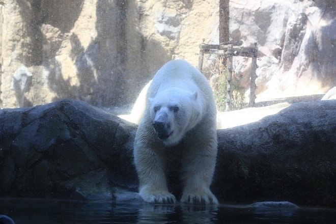 20160724ひがしかぐら森林公園キャンプ場、旭山動物園、成吉思汗 大黒屋 五丁目支店、旭川市區-085.jpg