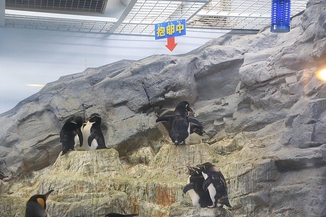 20160724ひがしかぐら森林公園キャンプ場、旭山動物園、成吉思汗 大黒屋 五丁目支店、旭川市區-101.jpg