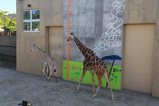 20160724ひがしかぐら森林公園キャンプ場、旭山動物園、成吉思汗 大黒屋 五丁目支店、旭川市區-103.jpg