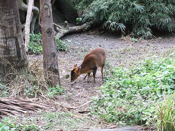 03動物園12_小鹿斑比.JPG