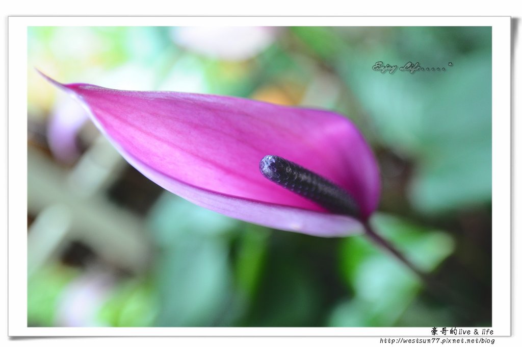 科博館熱帶植物園33.jpg