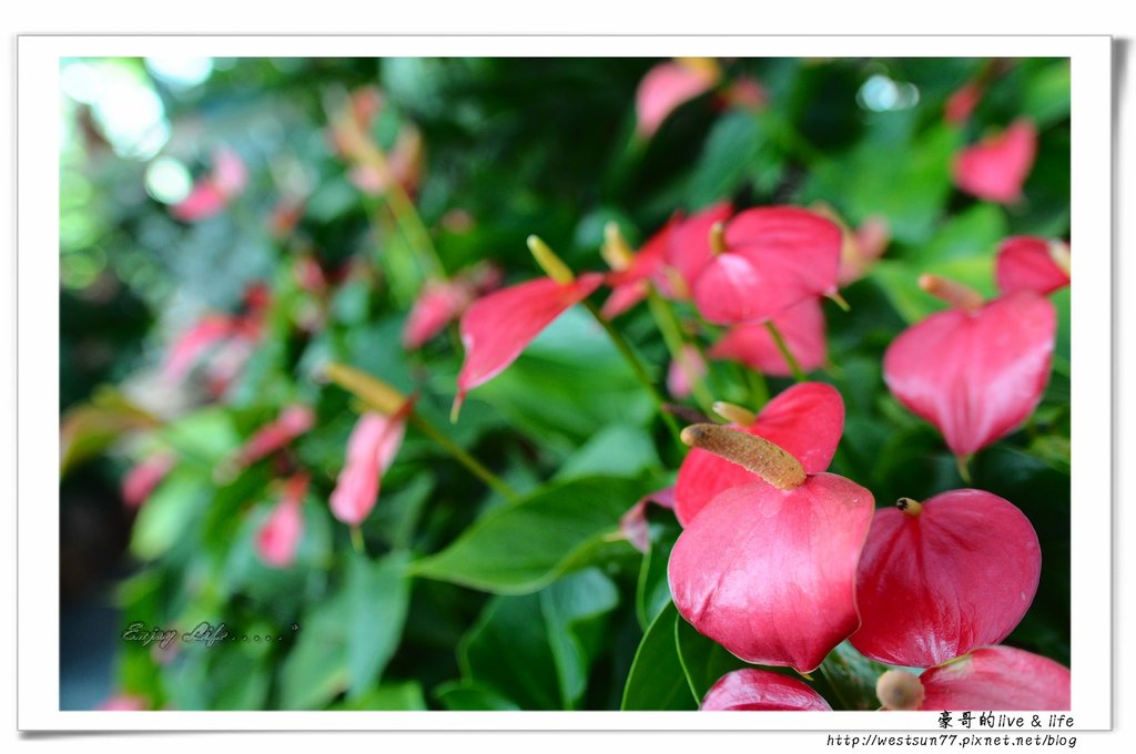 科博館熱帶植物園32.jpg