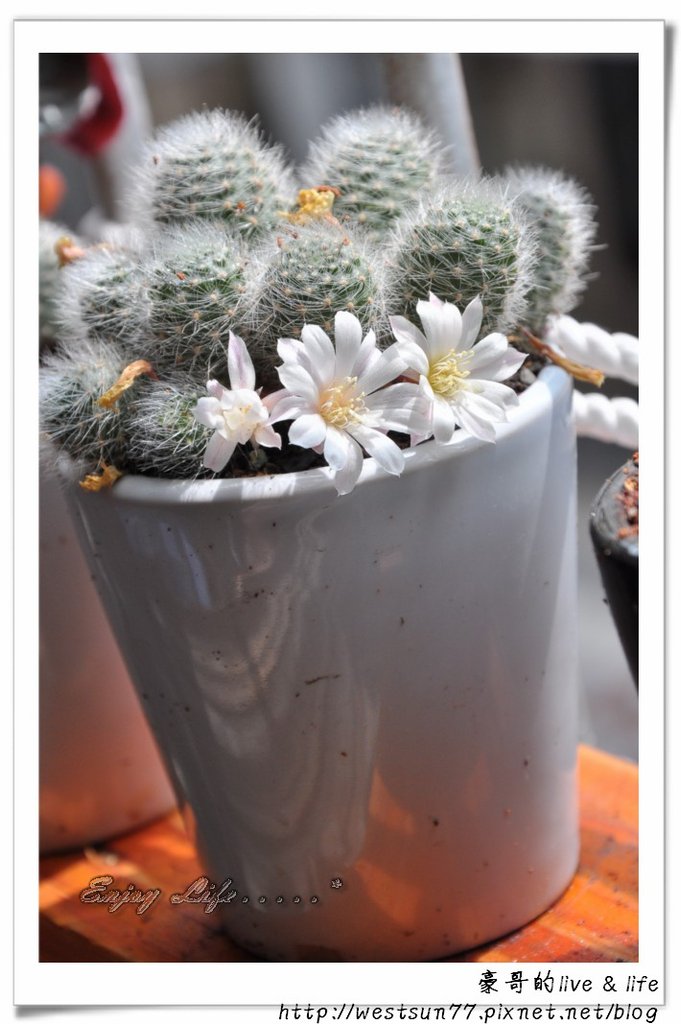 仙人掌開花2.jpg