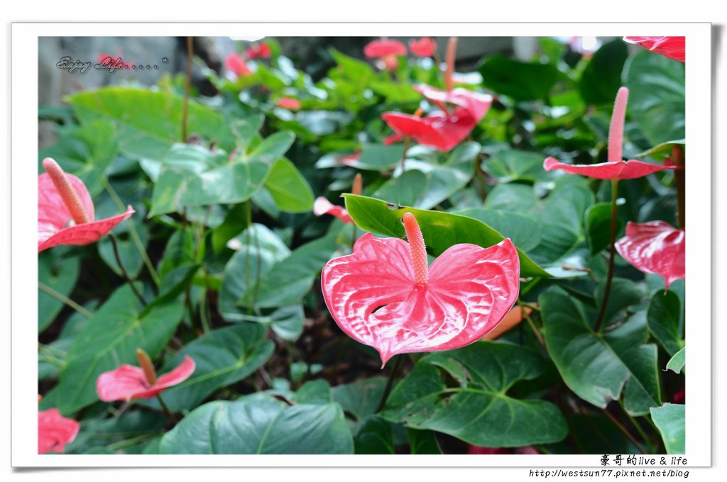 科博館熱帶植物園20.jpg