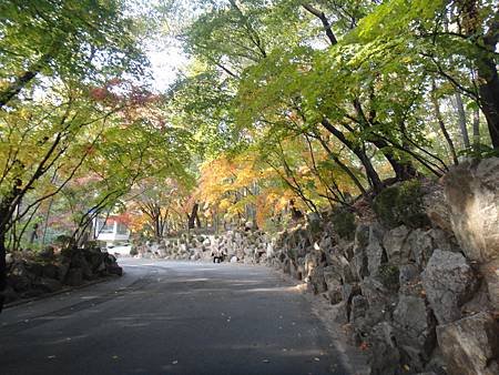 慶熙大學楓紅 (41)