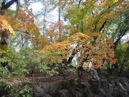 慶熙大學楓紅 (38)