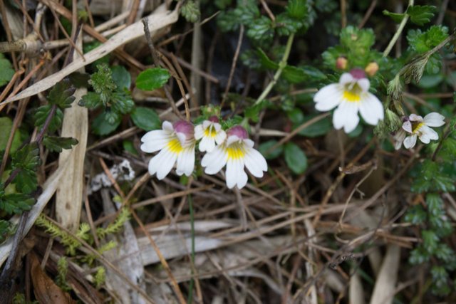 DSC08567_玉山小米草.jpg