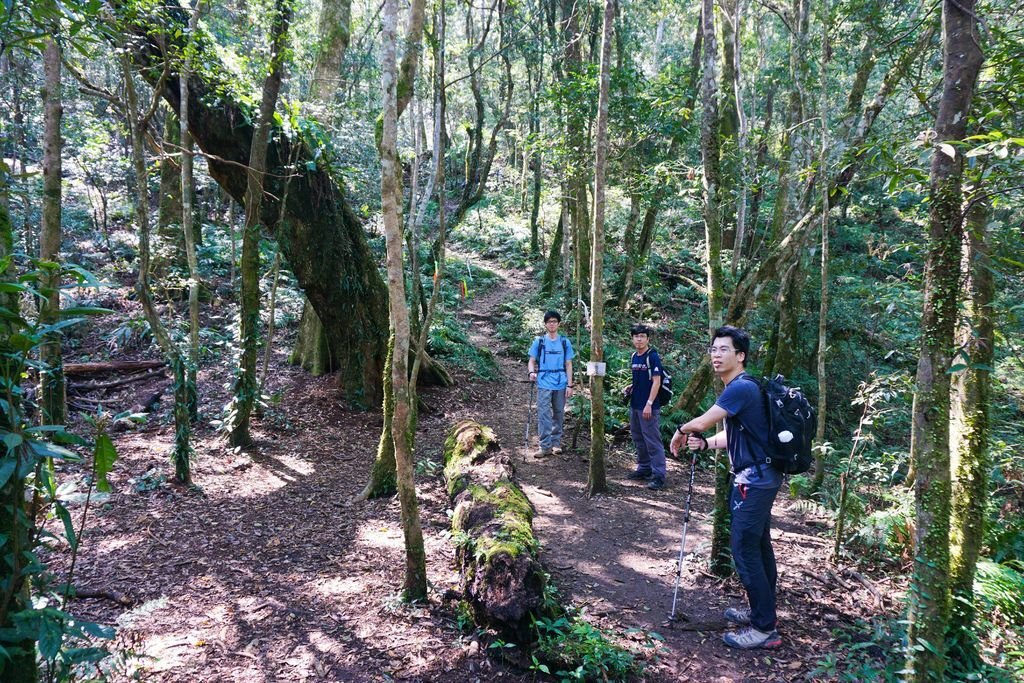 180317 [尖石] 高島縱走：高台山、小島田山、中島田山