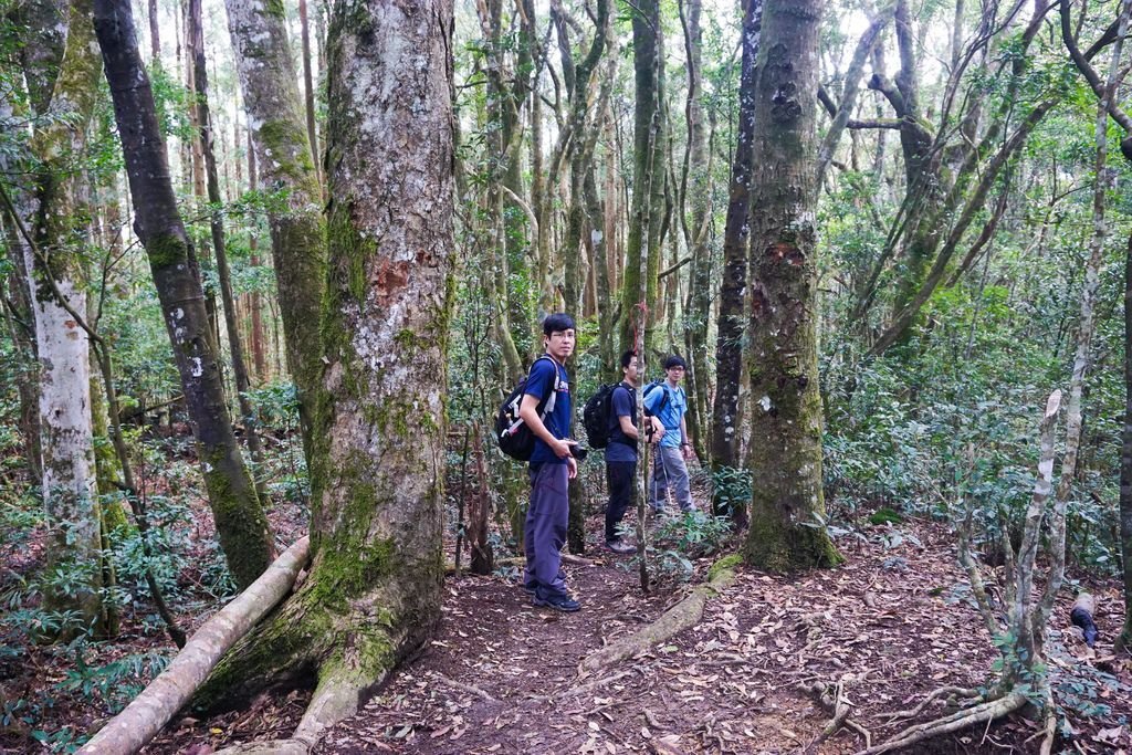 180317 [尖石] 高島縱走：高台山、小島田山、中島田山