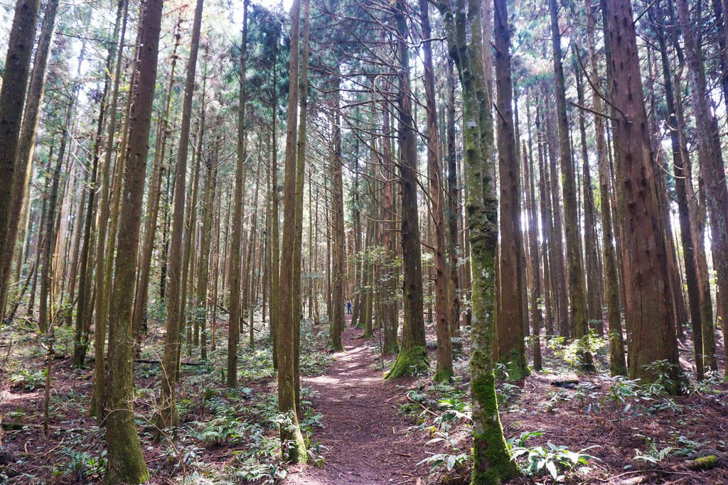 180317 [尖石] 高島縱走：高台山、小島田山、中島田山