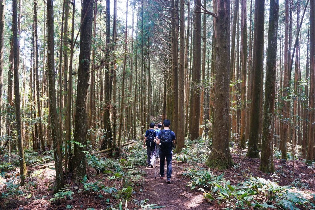 180317 [尖石] 高島縱走：高台山、小島田山、中島田山