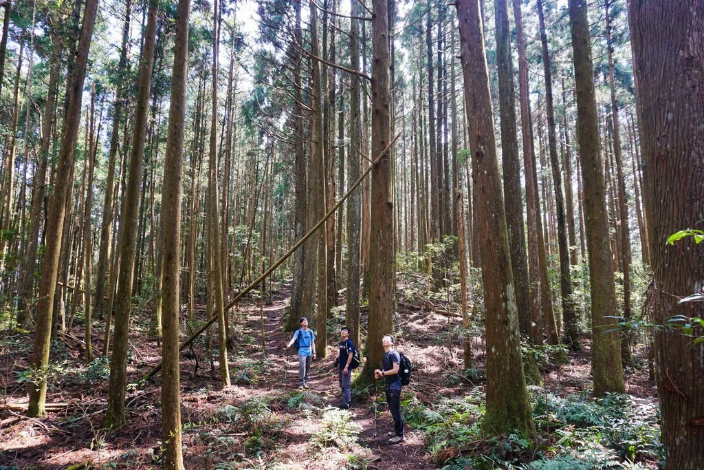 180317 [尖石] 高島縱走：高台山、小島田山、中島田山