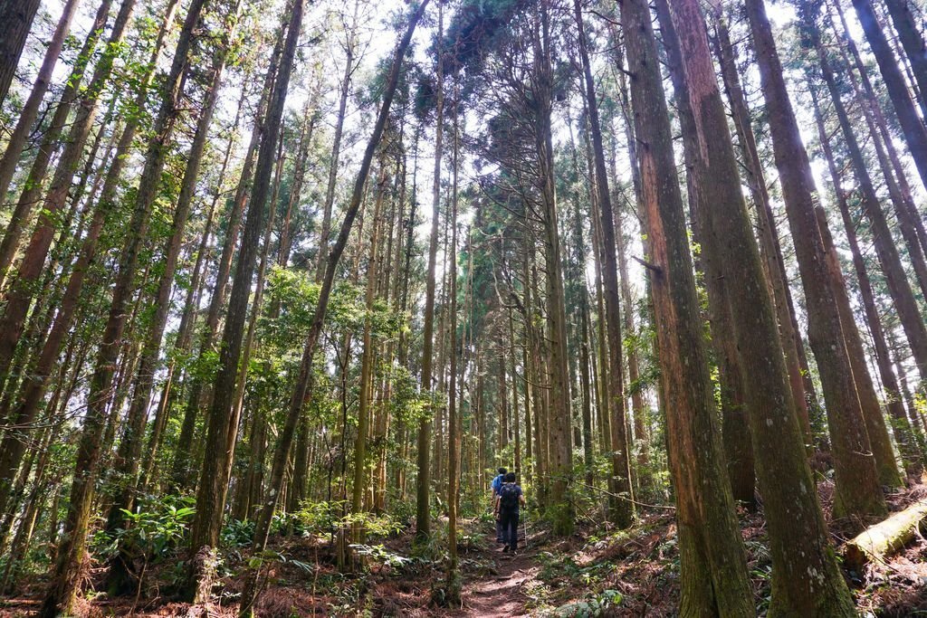 180317 [尖石] 高島縱走：高台山、小島田山、中島田山