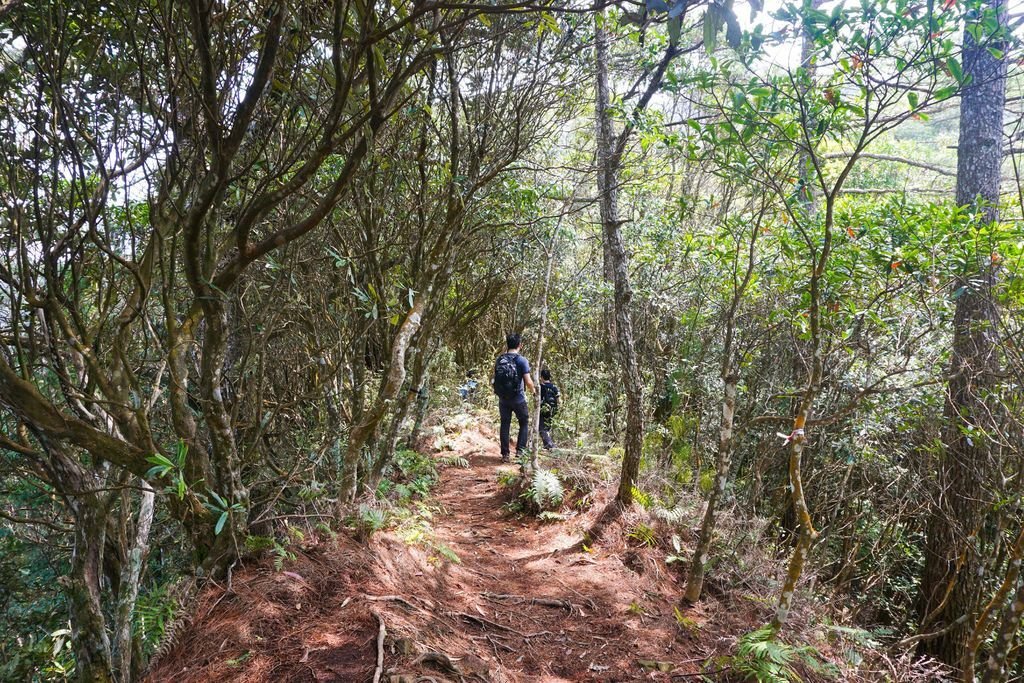 180317 [尖石] 高島縱走：高台山、小島田山、中島田山