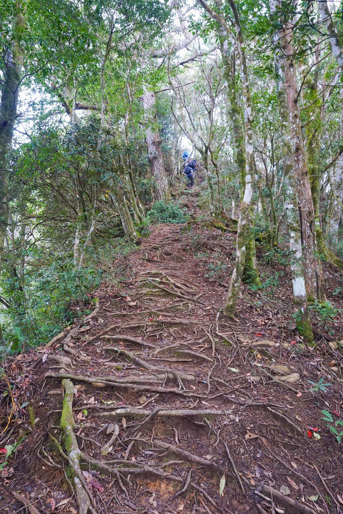 180317 [尖石] 高島縱走：高台山、小島田山、中島田山