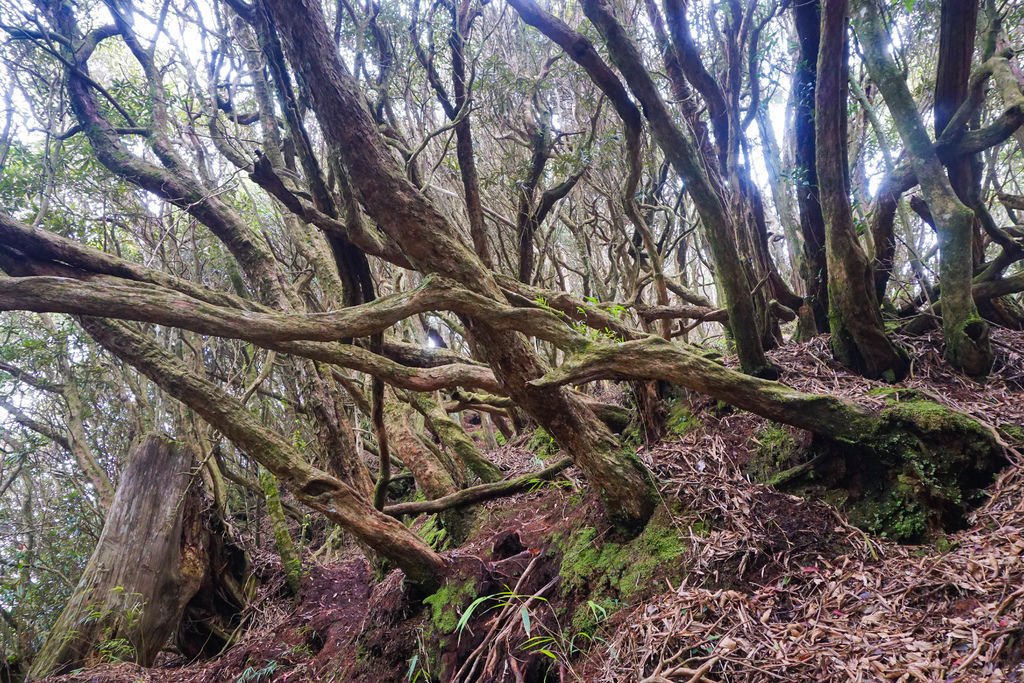 180317 [尖石] 高島縱走：高台山、小島田山、中島田山