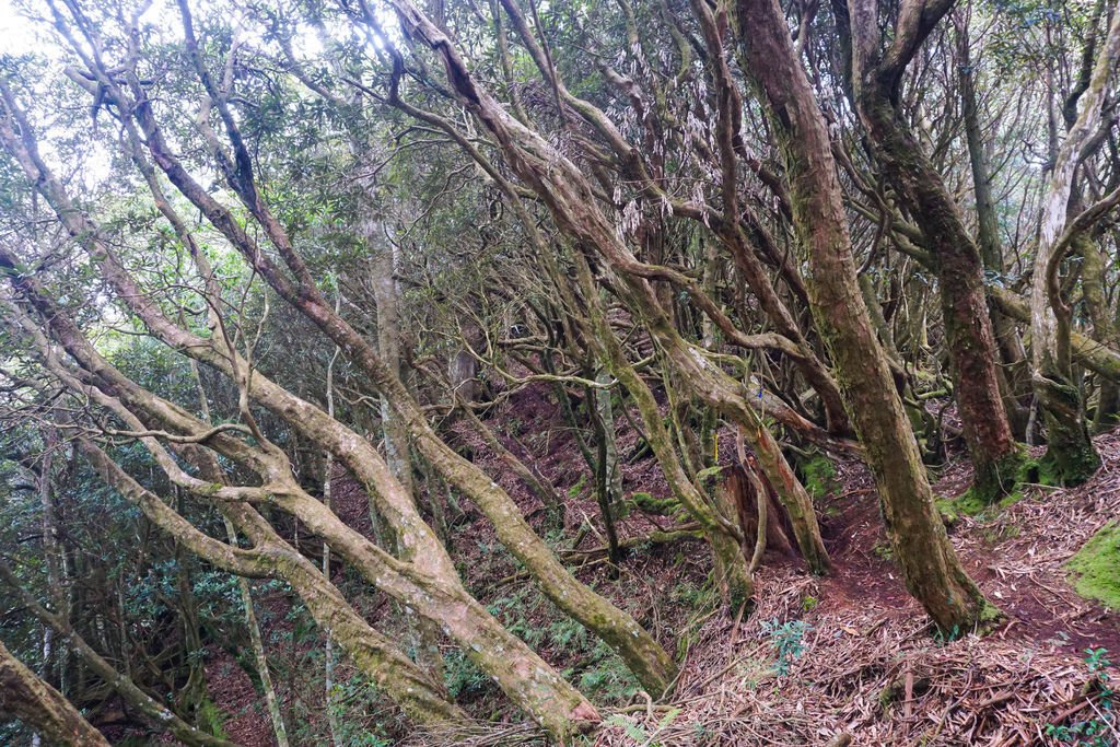 180317 [尖石] 高島縱走：高台山、小島田山、中島田山