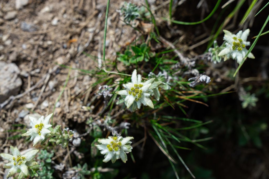 180608-0610 [百岳] 能高主峰、卡賀爾山、尾上山