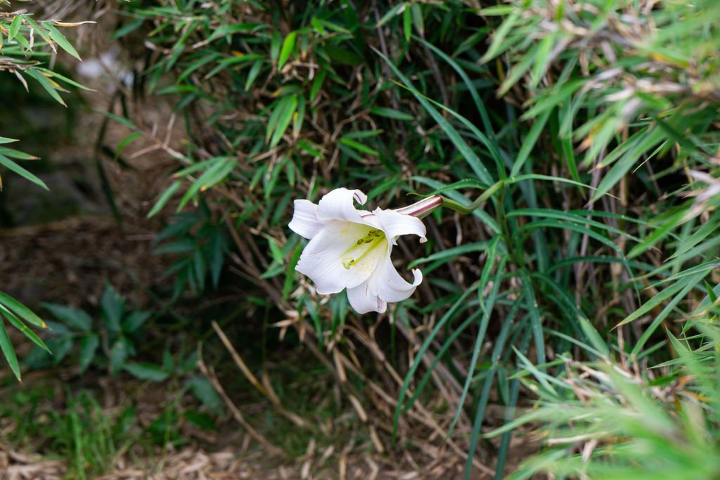 180728-0729 [百岳] 雪山主東下翠池+北稜角