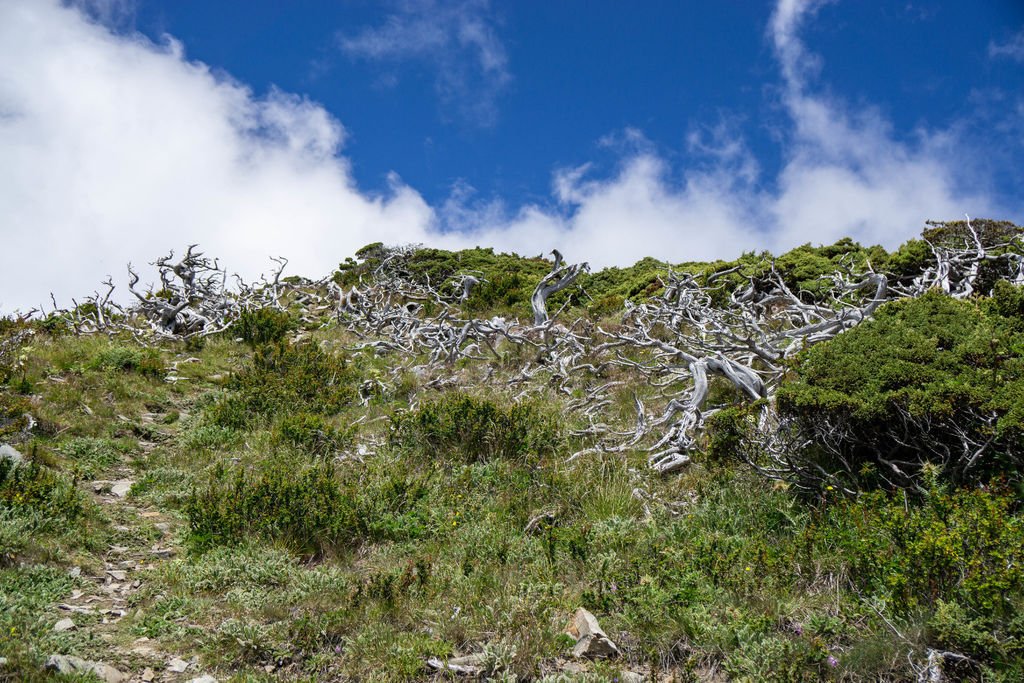 180728-0729 [百岳] 雪山主東下翠池+北稜角