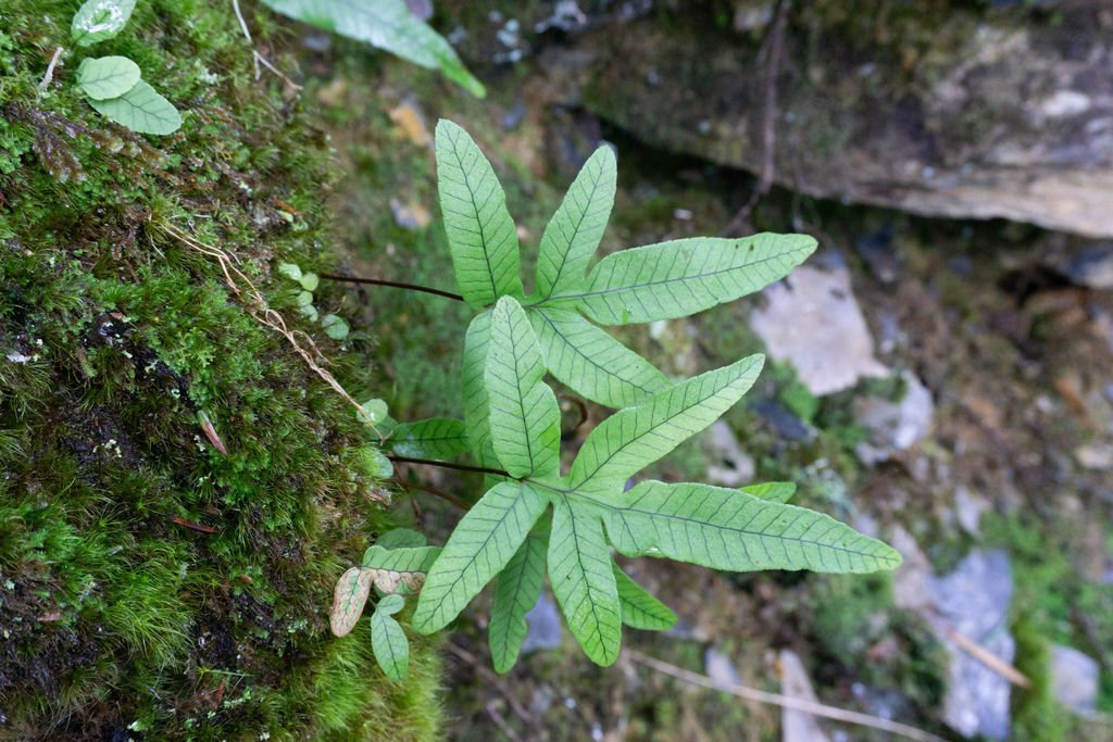 180805-0806 [百岳] 玉山主峰 5th