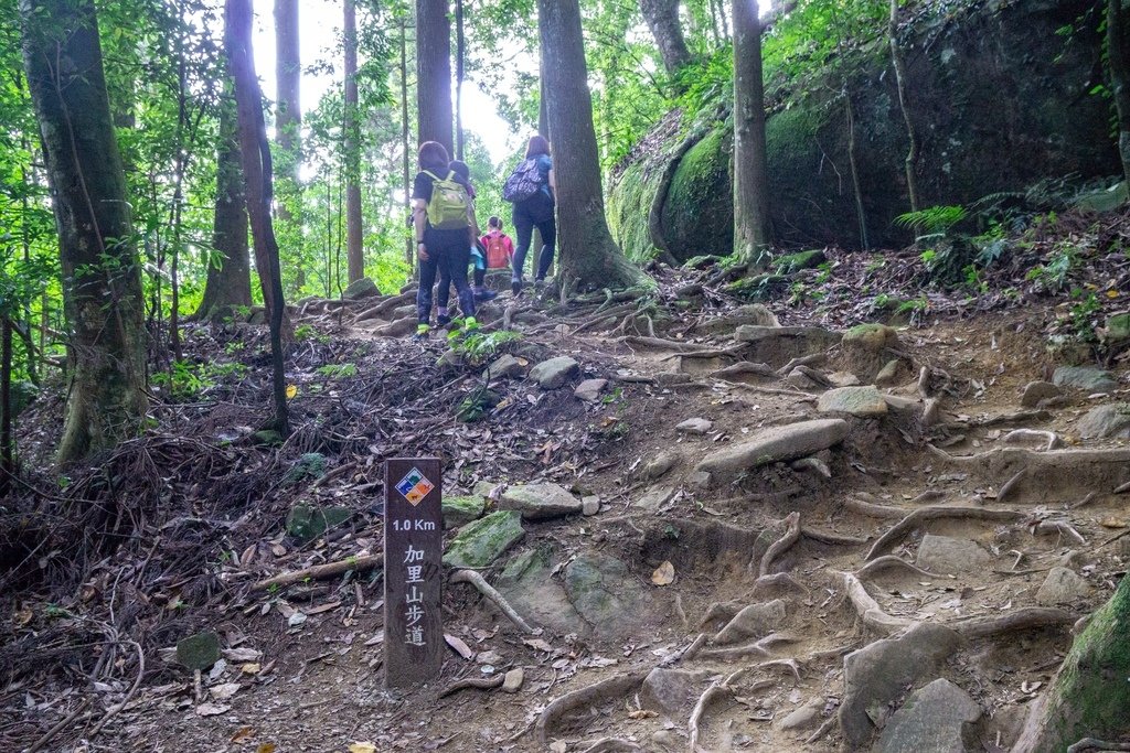 201121 [南庄] 加里山 5th 鹿場登山口往返